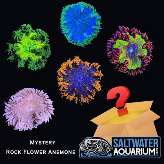 (5 Pack) Random Mystery Rock Flower Anemone Coral (3/4 - 5) - Saq Coral Farm